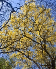 Handroanthus