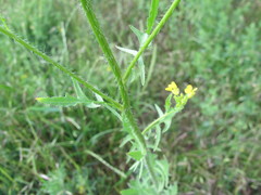 Sisymbrium loeselii