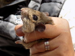 Neotoma mexicana