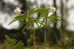 Anemonoides caerulea