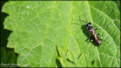 Macrophya alboannulata