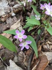 Claytonia caroliniana