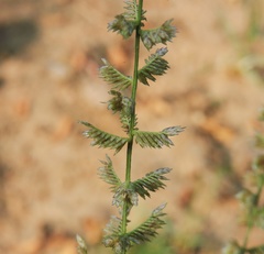 Desmostachya bipinnata