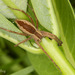 American Nursery Web Spider - Photo (c) crgillette, some rights reserved (CC BY-NC), uploaded by crgillette