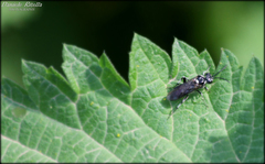Macrophya alboannulata