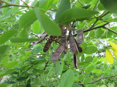 Robinia pseudoacacia