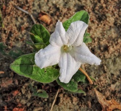 Ruellia prostrata