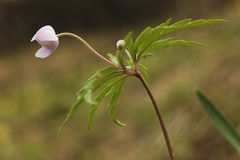 Anemonoides caerulea