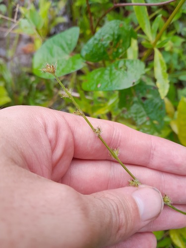 Scleria hirtella, 2024-05-15