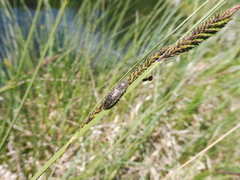 Actenicerus siaelandicus