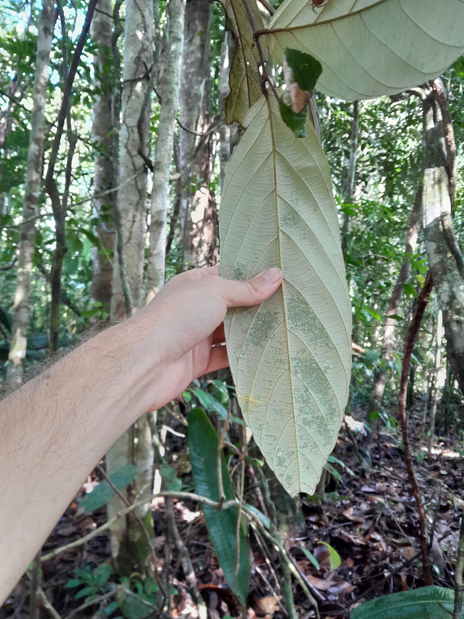 Imagem de Oiti