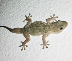 Tarentola mauritanica mauritanica