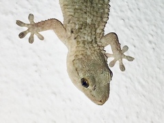 Tarentola mauritanica mauritanica