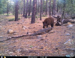 Ursus americanus machetes