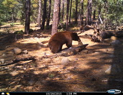 Ursus americanus machetes
