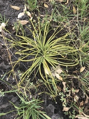 Lithophila radicata