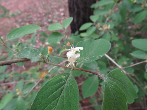 Paprastasis sausmedis