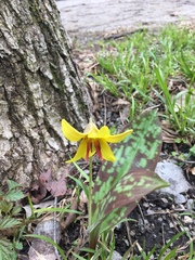 Erythronium americanum