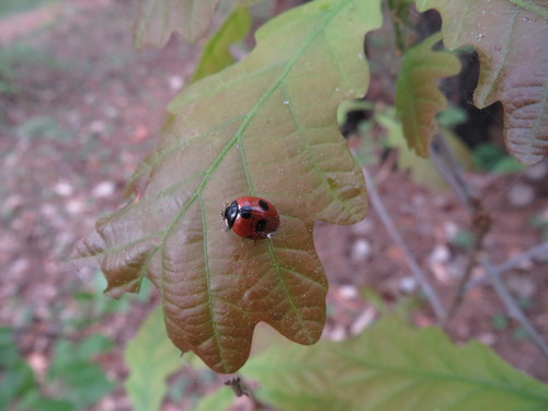 Coccinella magnifica