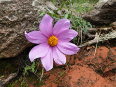 Dahlia sherffii