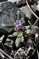 Phacelia quickii