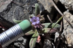 Phacelia quickii