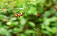 Micrathena carimagua