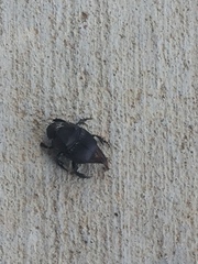 Phanaeus triangularis