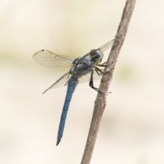 Libellula comanche