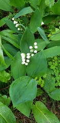 Convallaria