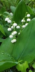 Convallaria