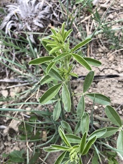 Pediomelum tenuiflorum