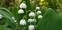 Convallaria