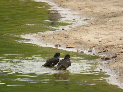 Paprastasis varnėnas