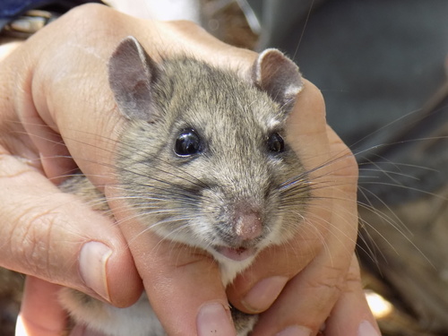 Mexican Woodrat
