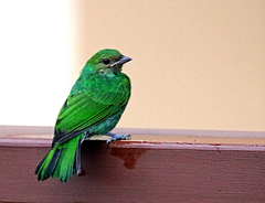 Bay-Headed Tanager photo 6