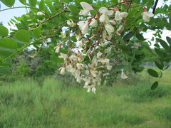 Robinia pseudoacacia