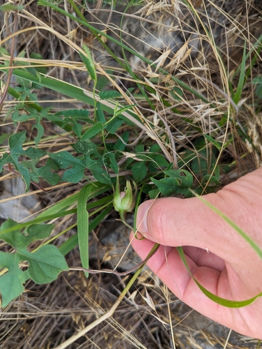 Image of Ipomoea lindheimeri by (c) Cleveland Powell, some rights reserved (CC BY)