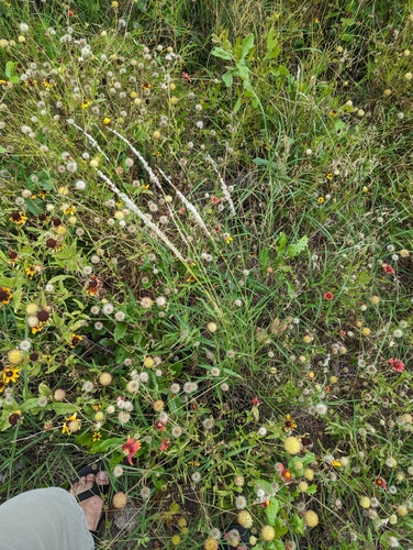 Image of Digitaria californica by (c) Cleveland Powell, some rights reserved (CC BY)