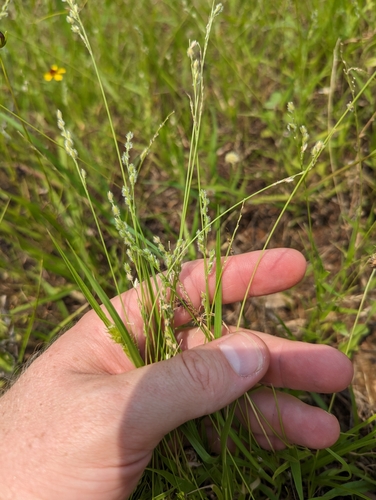 Image of Urochloa ciliatissima by (c) Cleveland Powell, some rights reserved (CC BY)