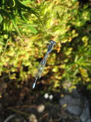 Coenagrion scitulum