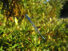 Coenagrion scitulum