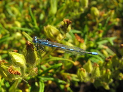 Coenagrion scitulum