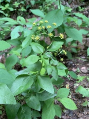 Thaspium trifoliatum