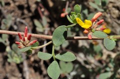 Acmispon argophyllus