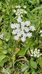 Aegopodium