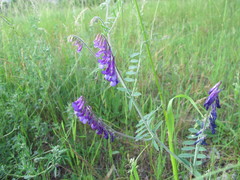 Vicia villosa