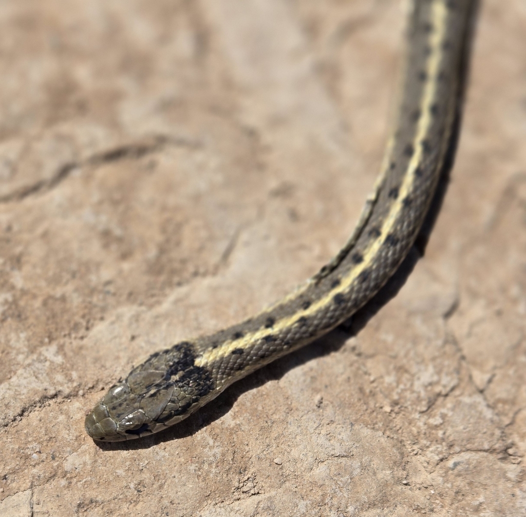 Wandering Garter Snake from Ovid, ID 83254, USA on June 2, 2024 at 11: ...