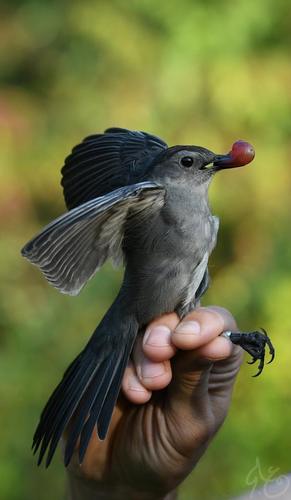 Gray Catbird photographed in Louisiana
