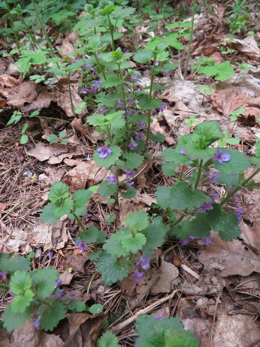 Šliaužiančioji tramažolė